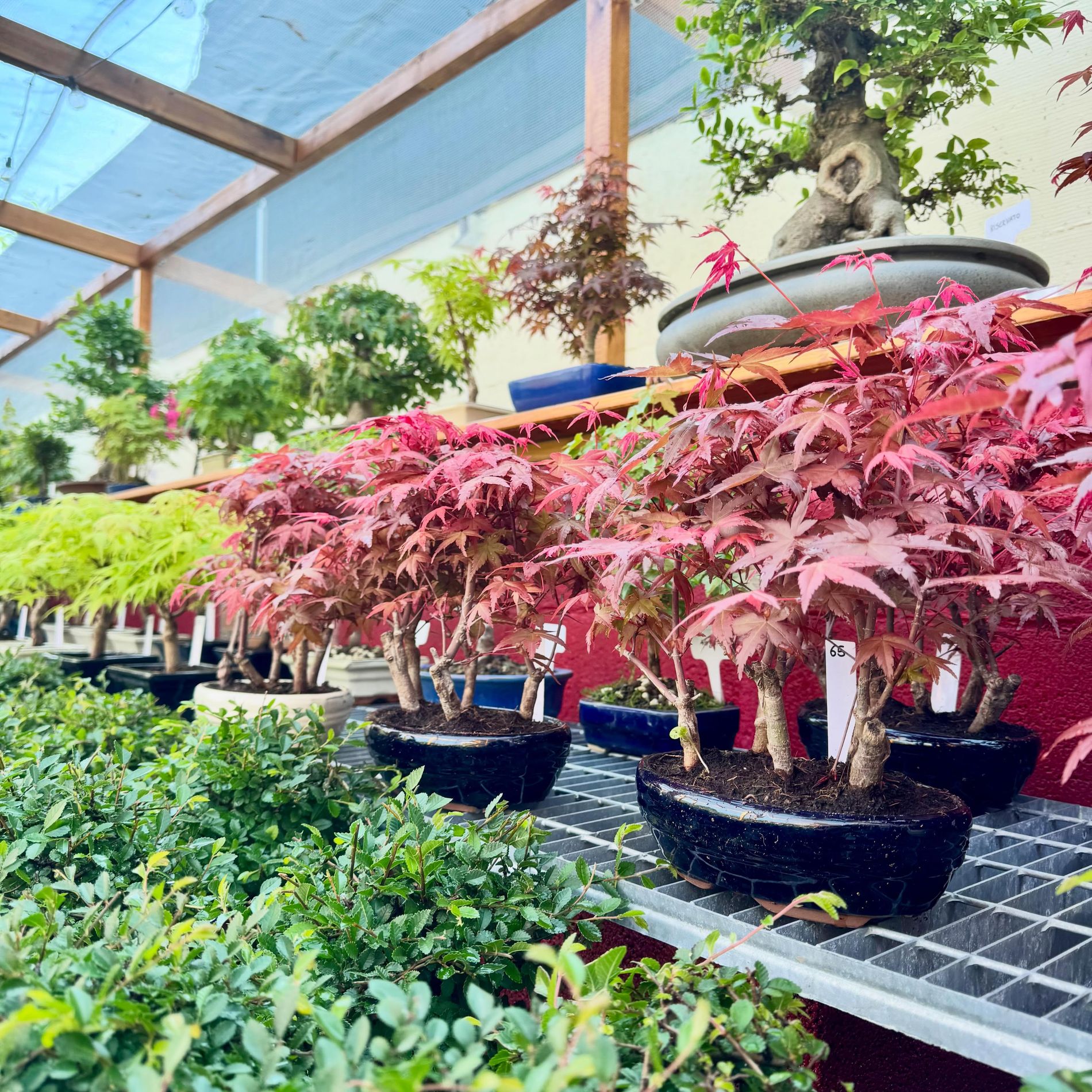 Aceri rossi e bonsai in esposizione