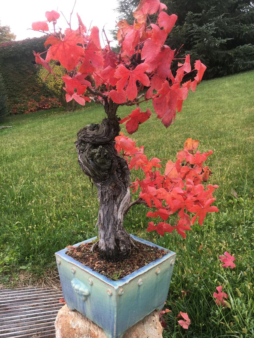 Bonsai fiorito in vaso di ceramica